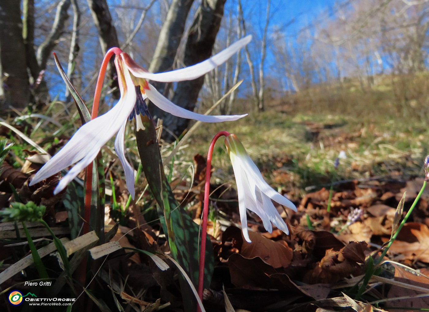 30 Erythronium dens-canis (Dente di cane).JPG